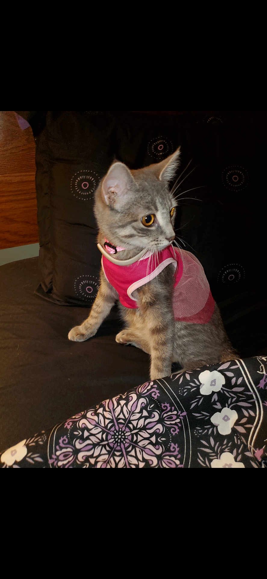 Skitty Kitty is registered to the contest to win money with this photo: cat, kitten, pet, gray_tabby, pink_clothing, bed, blanket, patterned_blanket, indoor, feline, curious, sitting, fur, whiskers, ears, eyes, animal, domestic_animal, cute, small