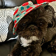 Lilly joined the competition — help win amazing prizes! dog, black_dog, fluffy, hat, couch, pillow, white_patch, pet, cute, indoor, resting, close_up, fur, small_dog, accessory, leather, cozy, portrait, animal, companion