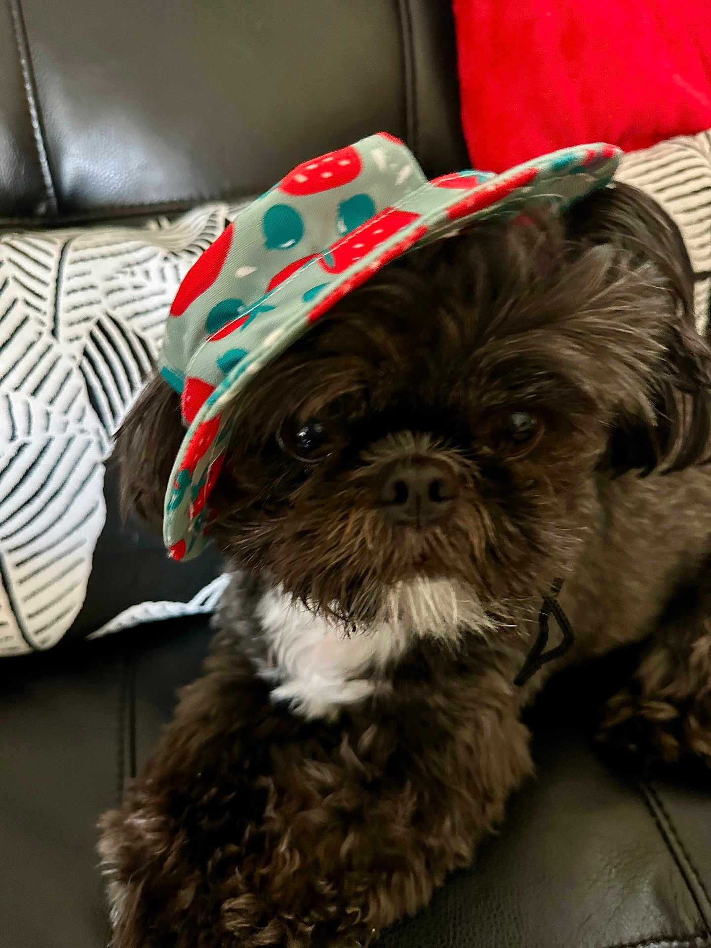 Lilly joined the competition — help win amazing prizes! dog, black_dog, fluffy, hat, couch, pillow, white_patch, pet, cute, indoor, resting, close_up, fur, small_dog, accessory, leather, cozy, portrait, animal, companion