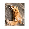 cat, orange_cat, fluffy, pet, animal, indoor, carpet, sunlight, relaxed, lying_down, feline, cute, fur, tail, whiskers, playful, domestic_animal, cozy, resting, adorable