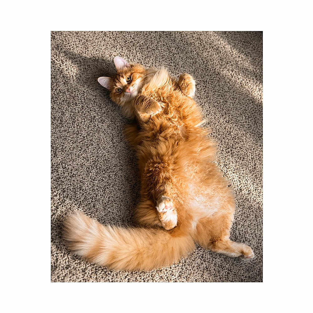 Pumpkin