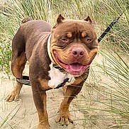 Ragnar a rejoint le concours — aidez-le/la à gagner de superbes lots ! dog, canine, pet, outdoor, sand, beach, grass, leash, happy, smiling, brown_coat, white_chest, muscular, ears_up, tongue_out, nature, daylight, animal, standing, playful