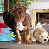 puppy, dog, cat, plush_toy, table, fireplace, ball, indoor, window, plant, furniture, toy, brown_dog, black_cat, curious, pet, cozy, living_room, playful, domestic