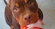 Ragnar a rejoint le concours — aidez-le/la à gagner de superbes lots ! dog, brown_dog, puppy, pet, animal, canine, looking_up, mouth_holding, orange_cup, floor, indoor, ears, tail, cute, friendly, domestic_animal, close_up, portrait, young_dog, playful