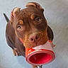 dog, brown_dog, puppy, pet, animal, canine, looking_up, mouth_holding, orange_cup, floor, indoor, ears, tail, cute, friendly, domestic_animal, close_up, portrait, young_dog, playful