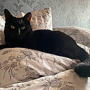 Smoothie participe au concours pour gagner de l'argent avec cette photo : animal, bed, black_cat, cat, comfort, cozy, domestic_cat, eyes, feline, floral_pattern, fur, home, indoor, pet, pillow, relaxed, resting, sleeping_area, soft_light, tail