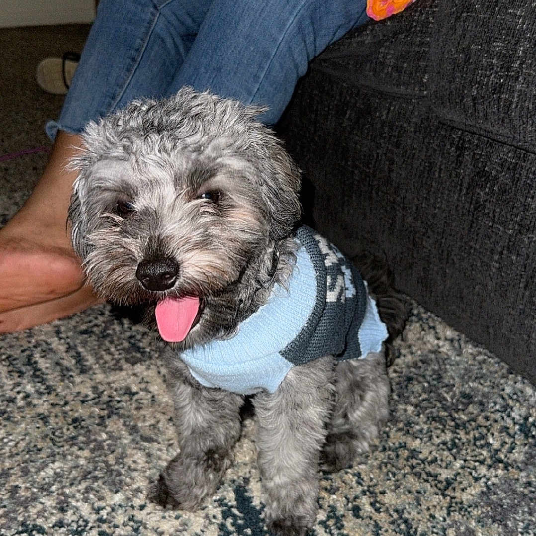 Gio Hendricks is registered to the contest to win money with this photo: accessories, animal, canine, clothing, couch, cushion, dog, electronics, footwear, furniture, homedecor, jeans, pants, person, pet, phone, poodle, puppy, shoe, terrier