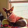 Hazel is registered to the contest to win money with this photo: animal, blanket, brown_dog, comfort, cozy, dog, ears, fabric, fur, indoor, pet, pile, pink_sweater, relaxed, resting, small_dog, soft, sunlight, warm_light, window
