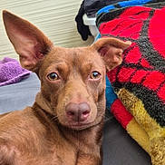 Hazel joined the competition — help win amazing prizes! animal, blanket, brown_dog, canine, close_up, companion, couch, cozy, cute, dog, ears, fur, home, indoor, laying_down, looking_at_camera, pet, portrait, relaxed, resting