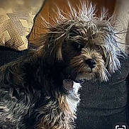 Shadow joined the competition — help win amazing prizes! dog, pet, furry, shaggy_fur, collar, dog_tag, portrait, close_up, living_room, couch, pillow, brown_fur, black_fur, muzzle, eyes, whiskers, sitting, indoor, cute, messy_hair