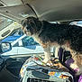dog, cat, pet, car_interior, pet_carrier, blanket, window, seat, dashboard, steering_wheel, fur, standing, crate, cage, looking_up, sunlight, parking_lot, travel, curious, companion
