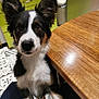 dog, border_collie, puppy, ears, eyes, wooden_table, kitchen, tile_floor, green_cabinet, countertop, pet, indoor, curious, leaning, fur, black_and_white, brown_spots, animal, household, floor