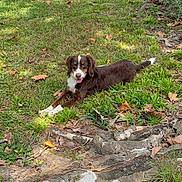 Gracie Mae is registered to the contest to win money with this photo: dog, grass, leaves, tree_roots, outdoor, fence, sunlight, nature, yard, pet, canine, brown_dog, white_paws, tongue_out, relaxed, happy, daytime, greenery, trash_bin, chain_link_fence