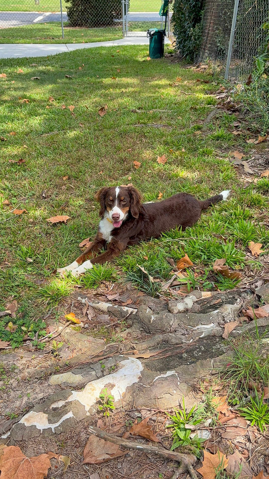 Gracie Mae is registered to the contest to win money with this photo: dog, grass, leaves, tree_roots, outdoor, fence, sunlight, nature, yard, pet, canine, brown_dog, white_paws, tongue_out, relaxed, happy, daytime, greenery, trash_bin, chain_link_fence