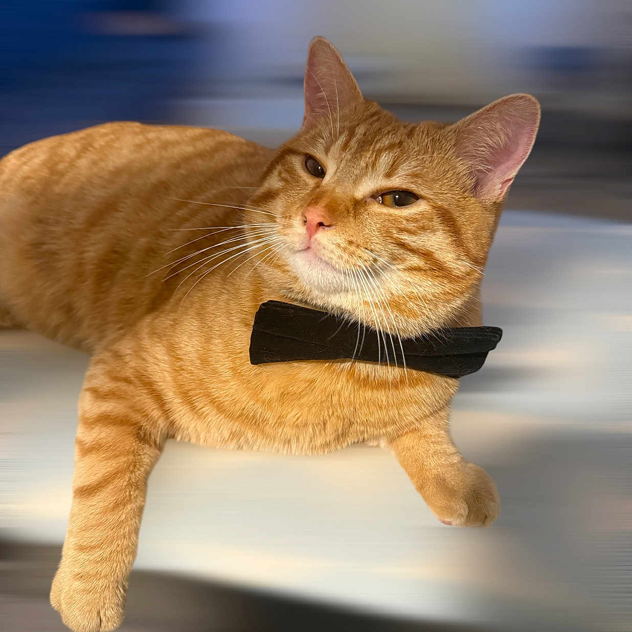 Güneş participe au concours pour gagner de l'argent avec cette photo : animal, blurred_background, bow_tie, cat, close_up, cute, domestic_animal, ears, eyes, face, feline, fur, indoor, lying_down, mammal, orange_tabby, pet, portrait, relaxed, whiskers