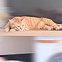 Güneş a rejoint le concours — aidez-le/la à gagner de superbes lots ! animal, blurred_background, calm, cat, close_up, cute, domestic_animal, ears, feline, fur, ginger_cat, indoor, lying_down, paws, pet, portrait, relaxed, resting, whiskers, wooden_surface