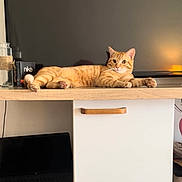 Güneş participe au concours pour gagner de l'argent avec cette photo : alert, bottle, box, cabinet, cat, cozy, curious, domestic, furniture, handle, home, indoor, laptop, lying_down, orange_tabby, pet, relaxed, screen, twine, wooden_surface