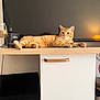 alert, bottle, box, cabinet, cat, cozy, curious, domestic, furniture, handle, home, indoor, laptop, lying_down, orange_tabby, pet, relaxed, screen, twine, wooden_surface