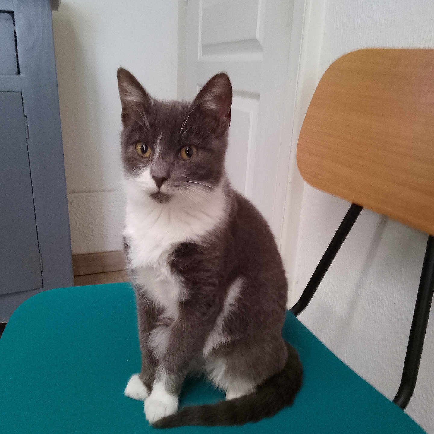 Pascale Vasseur a rejoint le concours — aidez-le/la à gagner de superbes lots ! animal, blue_cabinet, cabinet, calm, cat, chair, curious, domestic_cat, door, feline, furniture, gray_cat, household, indoor, looking, pet, sitting, teal_chair, white_cat, wooden_chair_back