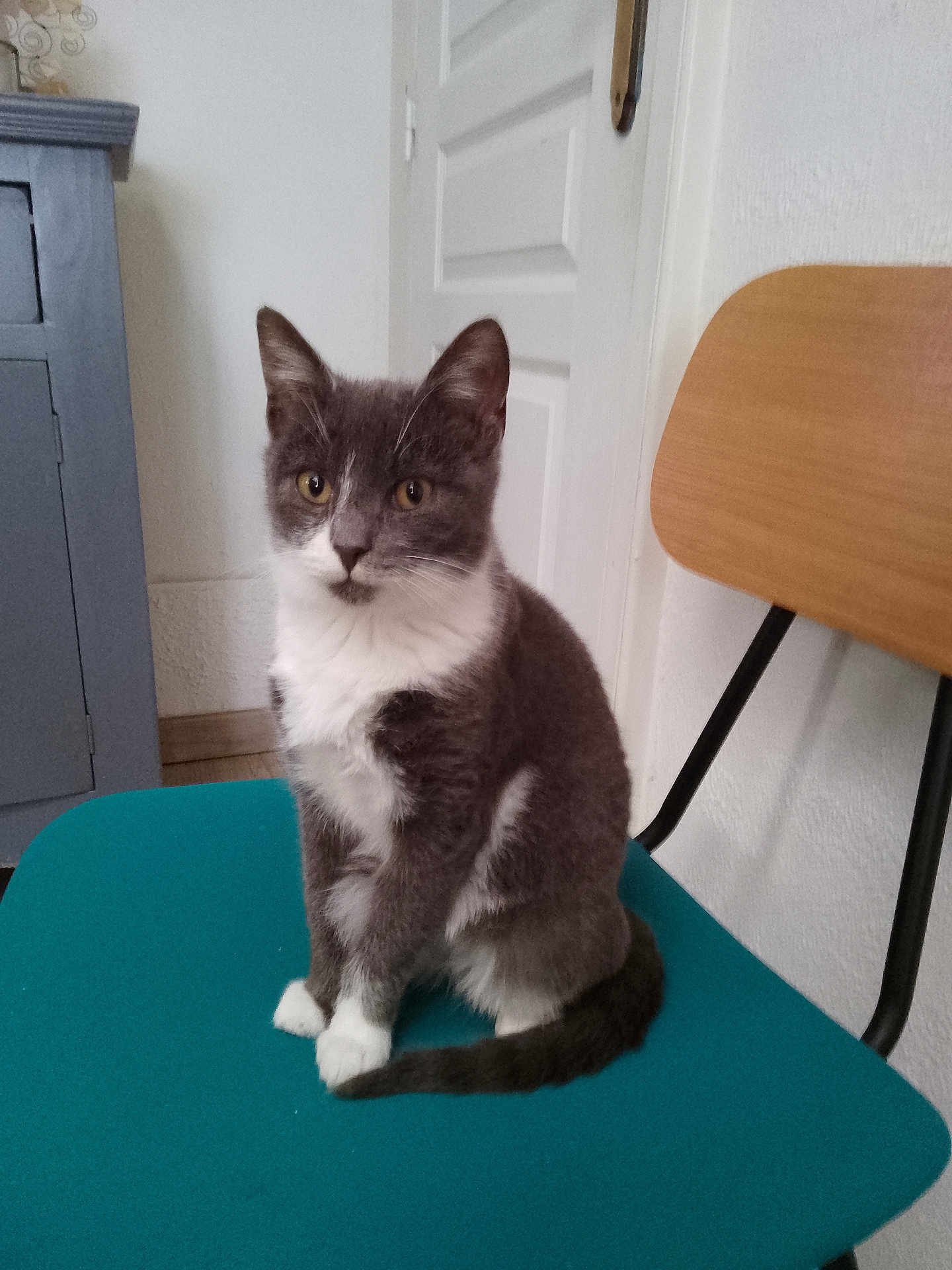 Pascale Vasseur a rejoint le concours — aidez-le/la à gagner de superbes lots ! cat, gray_cat, white_cat, indoor, chair, teal_chair, furniture, door, wooden_chair_back, cabinet, blue_cabinet, pet, animal, sitting, looking, curious, feline, domestic_cat, calm, household