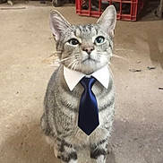 Jay-J is registered to the contest to win money with this photo: cat, tabby, tie, collar, pet, animal, indoor, business, formal, cute, whiskers, ears, floor, crate, gray, striped, feline, sitting, portrait, serious