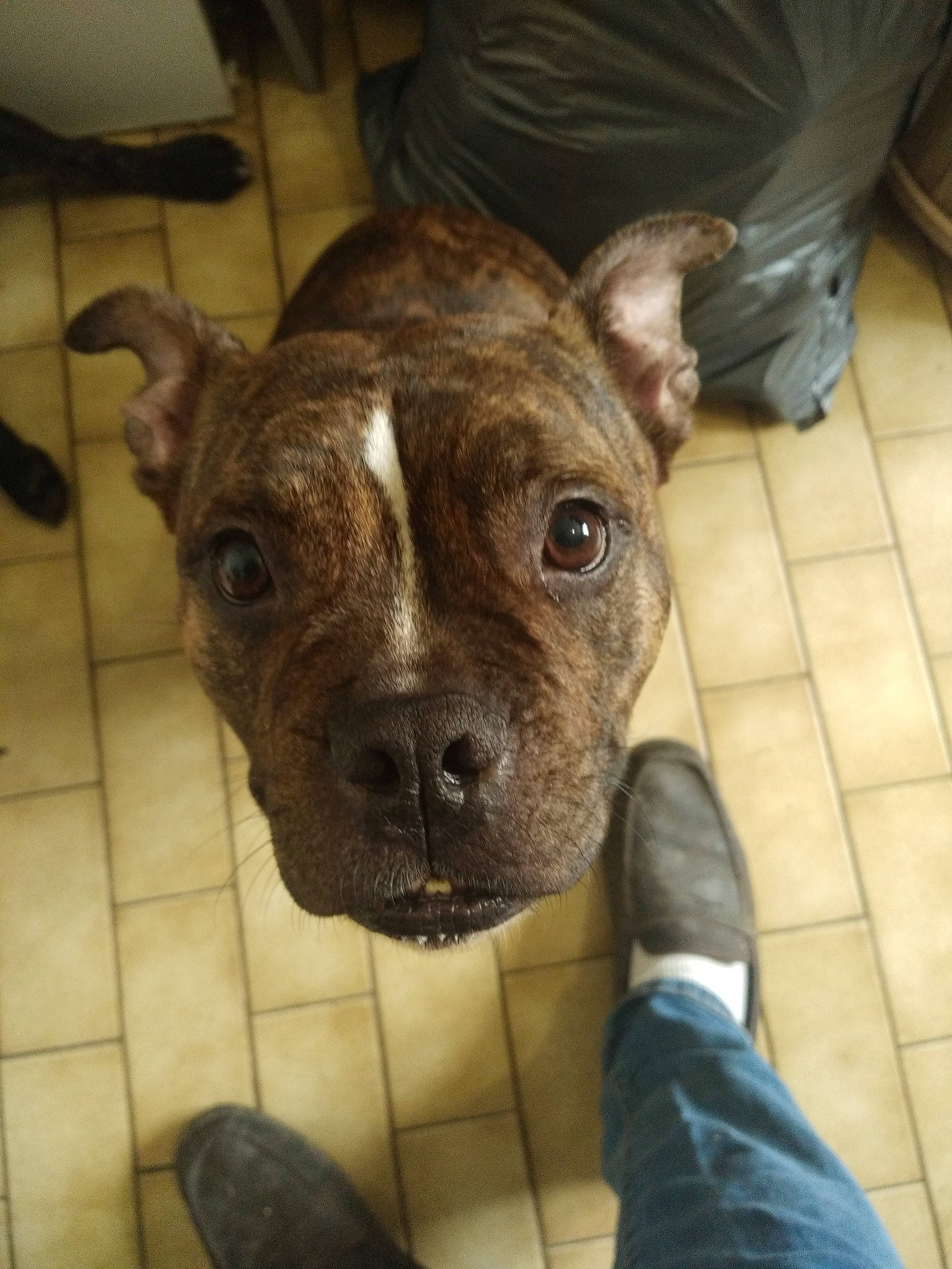 Nanook a rejoint le concours — aidez-le/la à gagner de superbes lots ! canidae, carnivore, companion_dog, dog, dog_breed, ear, fawn, flooring, foot, fur, liver, molosser, sandal, snout, sporting_group, terrestrial_animal, toy_dog, whiskers, working_animal, wrinkle