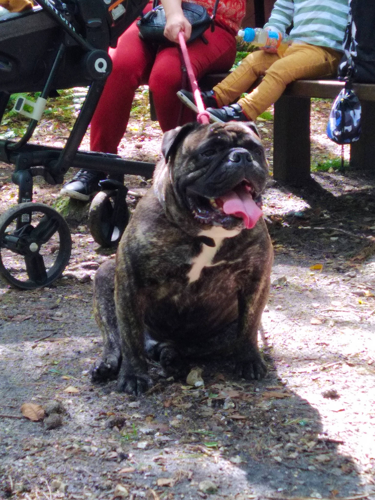 Spartacus a rejoint le concours — aidez-le/la à gagner de superbes lots ! adventure, automotive_tire, canidae, carnivore, companion_dog, conformation_show, dog, dog_breed, fawn, fur, giant_dog_breed, guard_dog, human_leg, molosser, shorts, sneakers, soil, sporting_group, thigh, working_dog