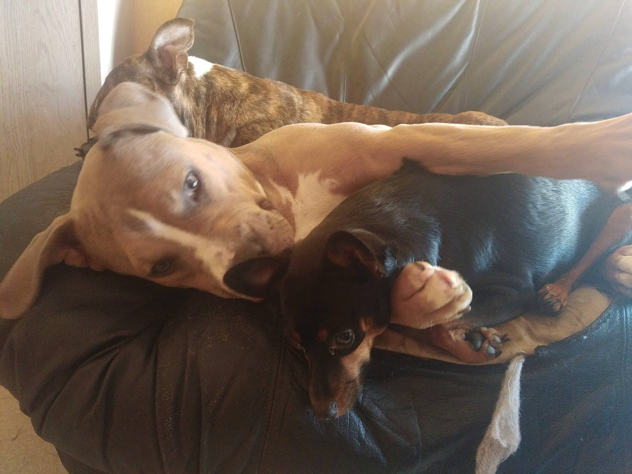 Marcus a rejoint le concours — aidez-le/la à gagner de superbes lots ! canidae, carnivore, comfort, companion_dog, dog, dog_breed, dress, ear, fawn, felidae, fur, gesture, guard_dog, lap, nap, retriever, sleep, snout, sporting_group, whiskers