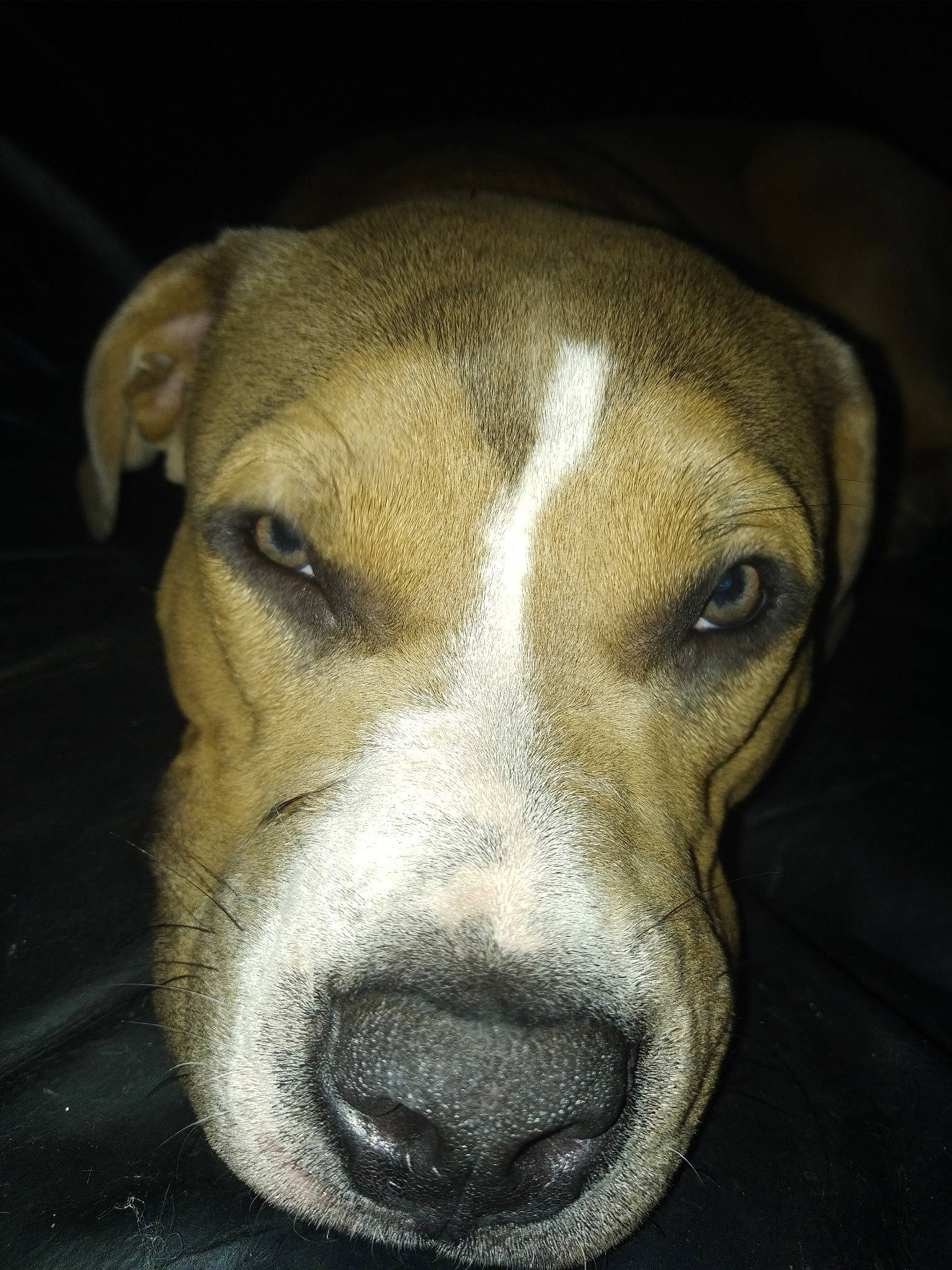 Marcus participe au concours pour gagner de l'argent avec cette photo : bored, canidae, carnivore, companion_dog, darkness, dog, dog_breed, fawn, hunting_dog, scent_hound, snout, sporting_group, terrestrial_animal, whiskers, working_animal