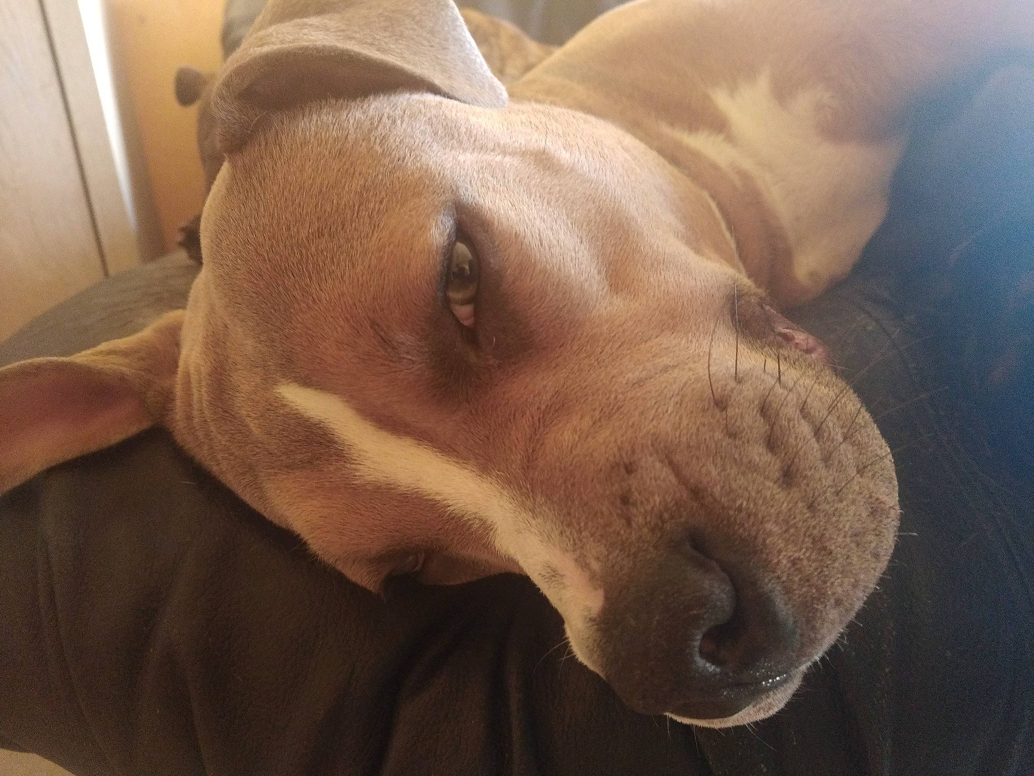 Marcus a rejoint le concours — aidez-le/la à gagner de superbes lots ! canidae, carnivore, comfort, companion_dog, dog, dog_breed, dog_supply, ear, fawn, fur, head, jaw, liver, pet_supply, snout, sporting_group, terrestrial_animal, whiskers, working_animal, wrinkle