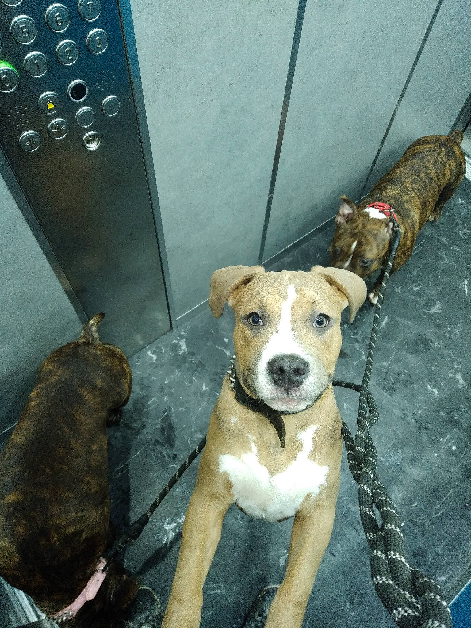 Marcus participe au concours pour gagner de l'argent avec cette photo : ancient_dog_breeds, canidae, carnivore, collar, companion_dog, dog, dog_breed, dog_collar, dog_supply, fawn, gas, leash, machine, non_sporting_group, pet_supply, snout, sporting_group, whiskers, working_animal, working_dog