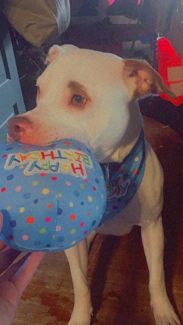 Demon joined the competition — help win amazing prizes! canidae, carnivore, collar, companion_dog, dog, dog_breed, dog_clothes, dog_collar, dog_supply, ear, fawn, non_sporting_group, pattern, pet_supply, snout, sporting_group, terrestrial_animal, toy_dog, whiskers, working_animal