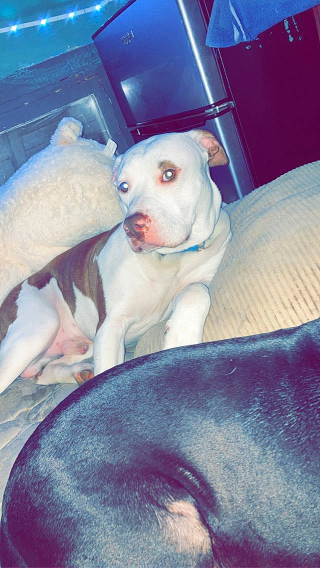 Demon joined the competition — help win amazing prizes! blue, canidae, carnivore, comfort, companion_dog, dog, dog_breed, dogo_argentino, fawn, flesh, fur, non_sporting_group, pet_supply, snout, sporting_group, toy_dog, working_animal