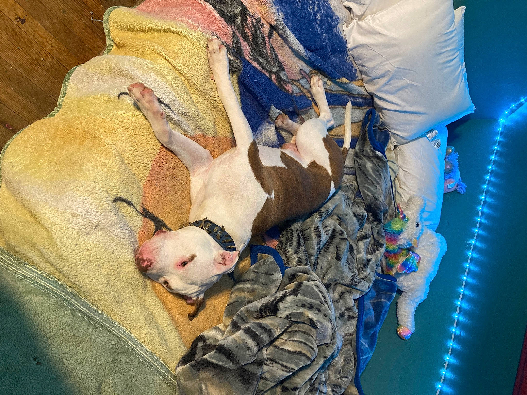 Demon joined the competition — help win amazing prizes! blue, carnivore, comfort, companion_dog, dog, dog_breed, fawn, felidae, foot, fur, human_body, human_leg, leg, linens, small_to_medium_sized_cats, snout, sporting_group, tail, thigh, tree