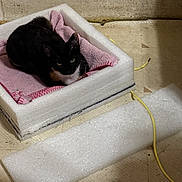 Irma And Pita is registered to the contest to win money with this photo: cat, black_and_white_cat, foam, pink_cloth, makeshift_bed, floor, yellow_cord, indoor, pet, animal, resting, cozy, box, tiled_floor, domestic_cat, feline, looking_up, quiet, small_space, home