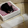 cat, black_and_white_cat, foam, pink_cloth, makeshift_bed, floor, yellow_cord, indoor, pet, animal, resting, cozy, box, tiled_floor, domestic_cat, feline, looking_up, quiet, small_space, home
