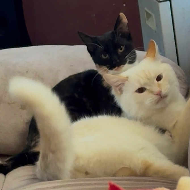 Irma And Pita is registered to the contest to win money with this photo: animal, black_and_white_cat, cat, cats, companion, couch, cozy, cream_cat, cute, domestic, feline, fur, home, indoor, looking, pet, pillow, relaxed, resting, tail