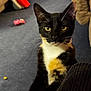 cat, tuxedo_cat, pet, indoors, carpet, toy, furniture, curious, whiskers, ears, paws, black_fur, white_fur, orange_fur, domestic_cat, animal, mammal, living_room, close_up, sitting