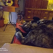 Louna a rejoint le concours — aidez-le/la à gagner de superbes lots ! cat, sleeping_cat, tortoiseshell, chair, cushion, indoor, living_room, wooden_floor, cabinet, potted_plant, plant, side_table, decor, cozy, pet, fur, blurry, low_light, watermark, relaxed