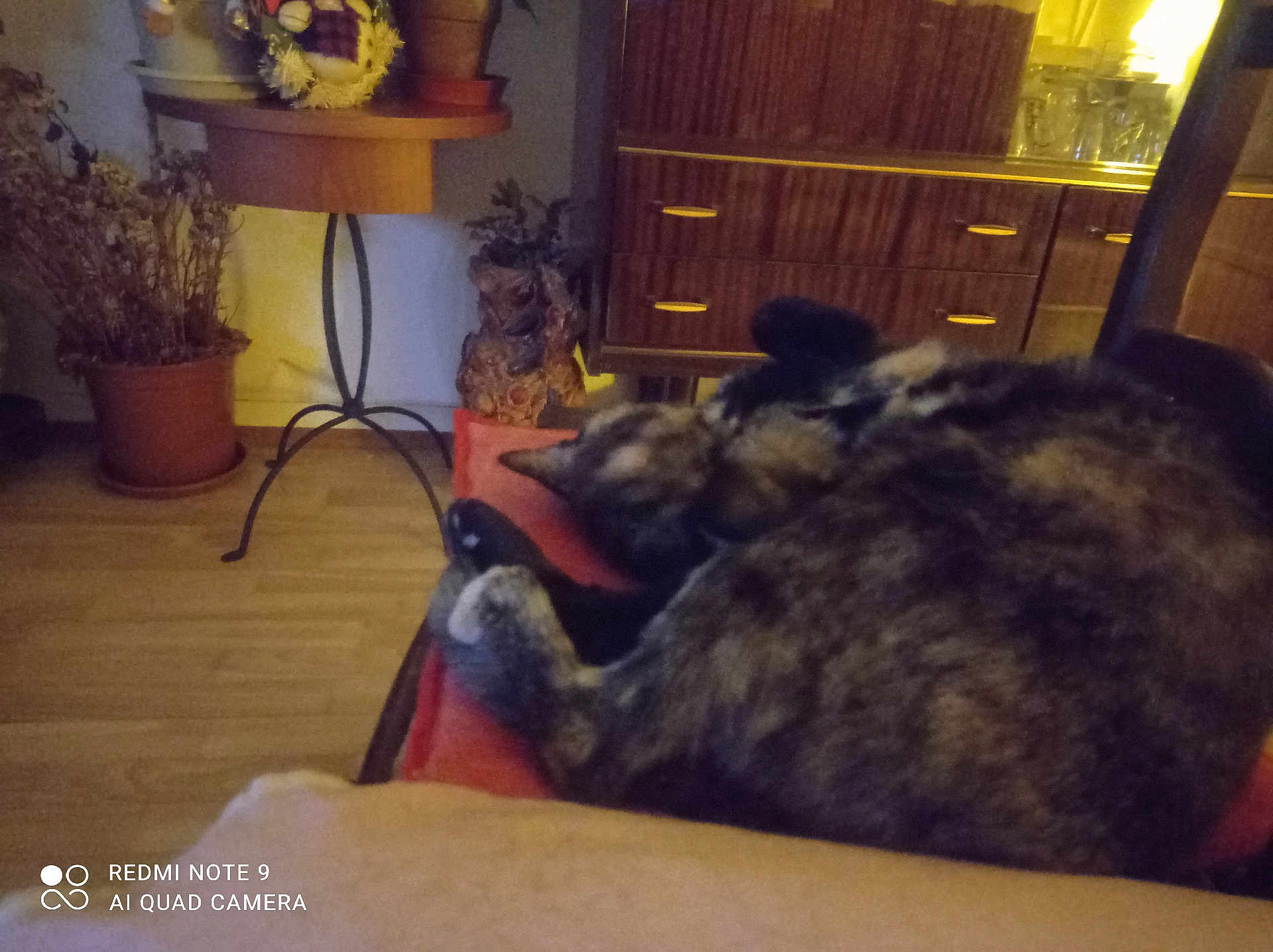 Louna a rejoint le concours — aidez-le/la à gagner de superbes lots ! cat, sleeping_cat, tortoiseshell, chair, cushion, indoor, living_room, wooden_floor, cabinet, potted_plant, plant, side_table, decor, cozy, pet, fur, blurry, low_light, watermark, relaxed