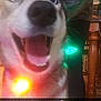 animal, bodypart, canine, dog, electronics, face, flare, head, hound, husky, lamp, laser, light, lighting, mouth, person, pet, photography, portrait, puppy