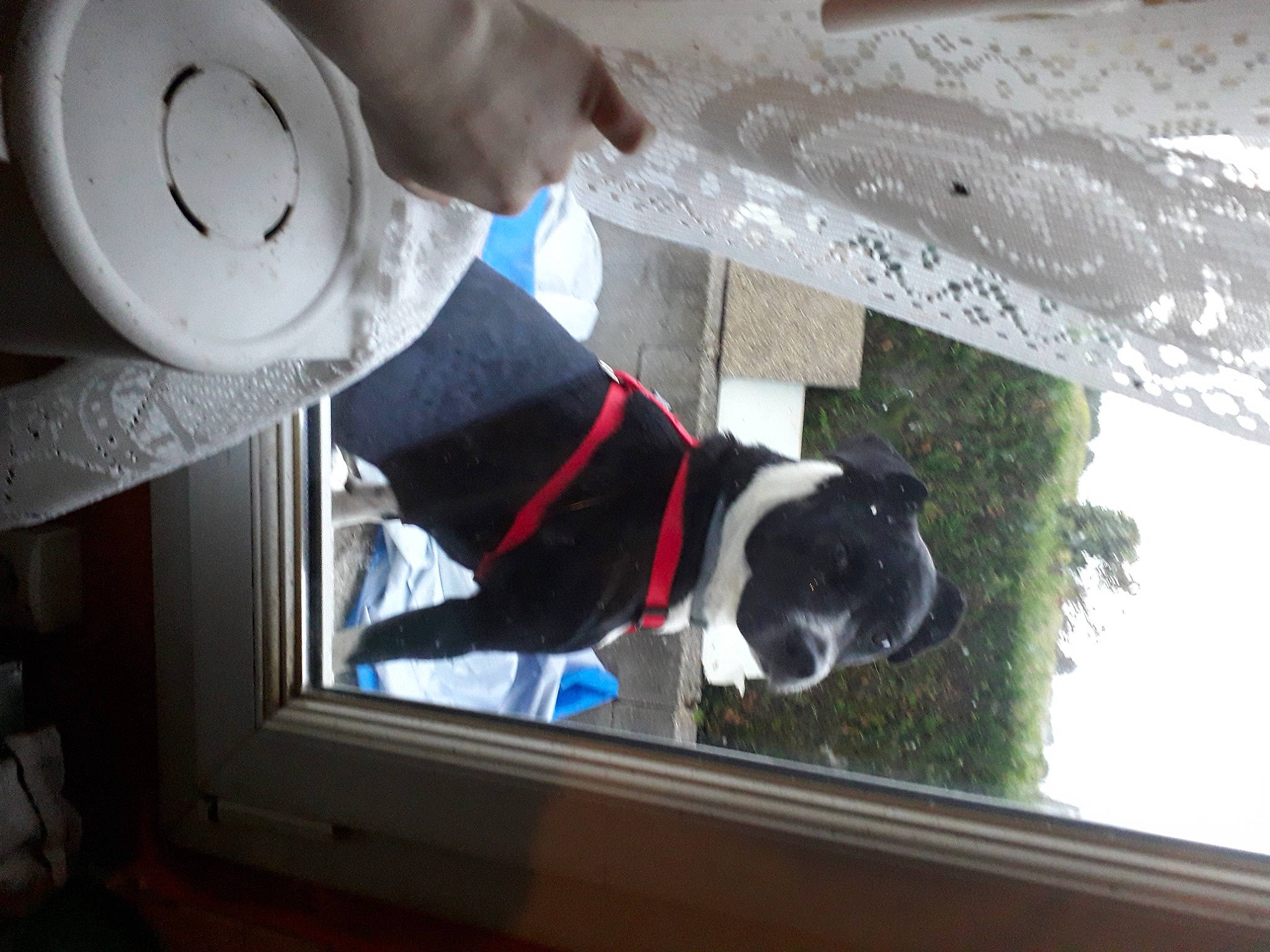 Sky participe au concours pour gagner de l'argent avec cette photo : canidae, carnivore, circle, collar, companion_dog, dog, dog_breed, dog_collar, eyewear, fawn, fur, hat, helmet, personal_protective_equipment, snout, sporting_group, tail, tree, water, window