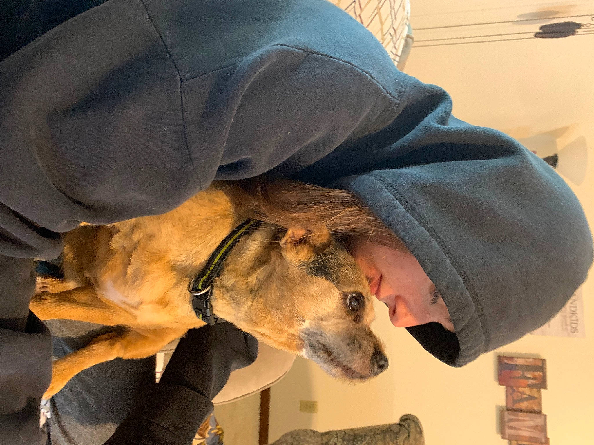 Bella is registered to the contest to win money with this photo: animal_training, canidae, carnivore, dog_breed, fawn, fur, glove, hat, horse_supplies, safety_glove, snout, sporting_group, wildlife_biologist, working_animal