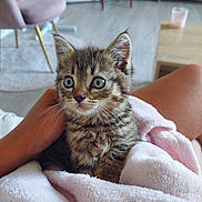 Elior participe au concours pour gagner de l'argent avec cette photo : animal, blanket, cat, chair, cute, ears, eyes, floor, fur, furniture, furry, hand, indoor, kitten, lap, person, pet, pink, tabby, whiskers