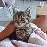 animal, blanket, cat, chair, cute, ears, eyes, floor, fur, furniture, furry, hand, indoor, kitten, lap, person, pet, pink, tabby, whiskers