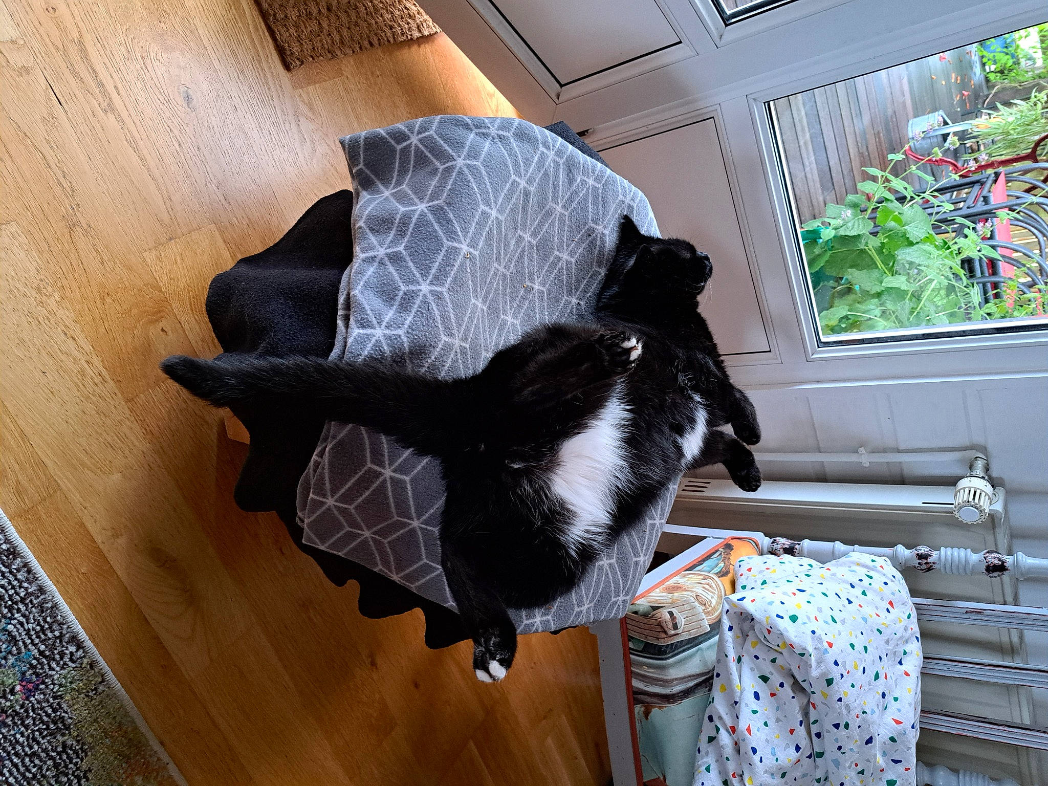 Gaston participe au concours pour gagner de l'argent avec cette photo : black_cat, carnivore, cat, comfort, domestic_short_haired_cat, felidae, flooring, fur, hardwood, plant, room, small_to_medium_sized_cats, sporting_group, tail, whiskers, window, window_blind, wood, wood_flooring, wood_stain