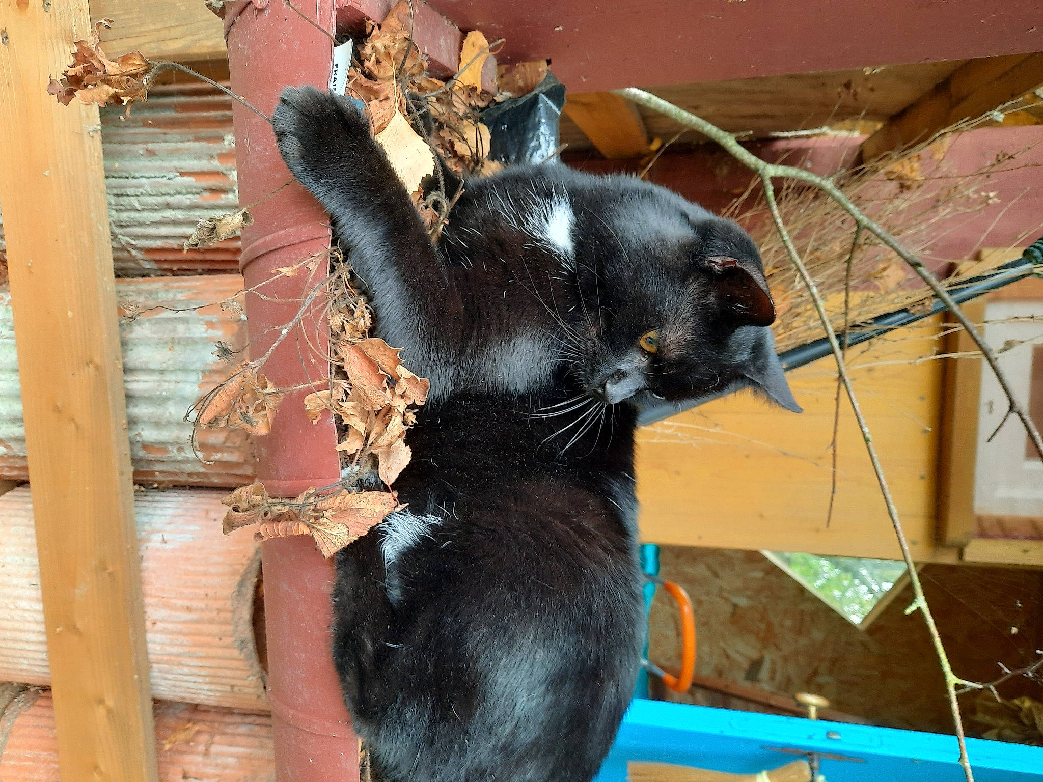 Gaston a rejoint le concours — aidez-le/la à gagner de superbes lots ! black_cat, canidae, claw, dog_breed, domestic_short_haired_cat, felidae, fur, goat, goats, livestock, small_to_medium_sized_cats, tail, terrestrial_animal, whiskers, working_animal