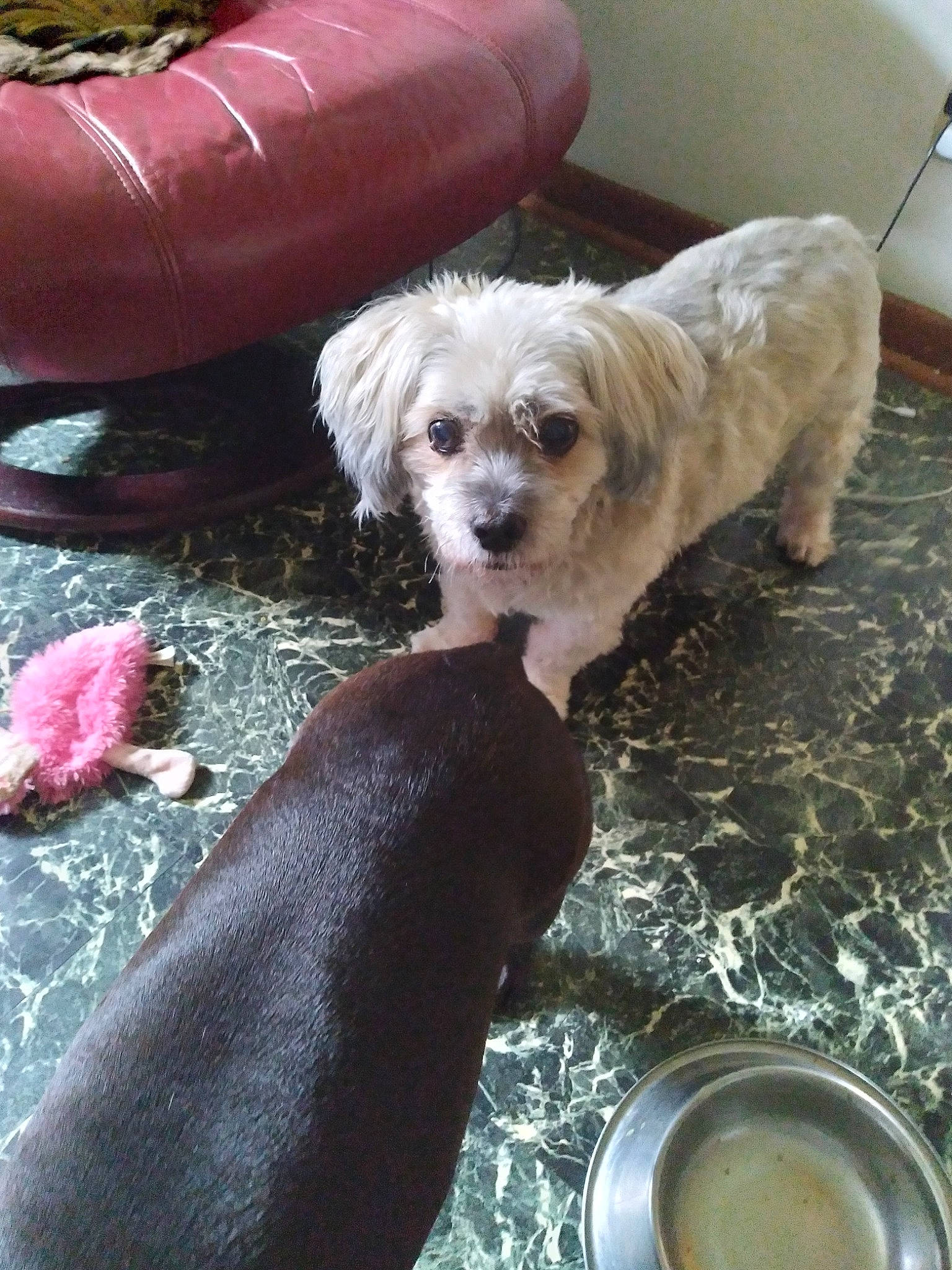 Ollie is registered to the contest to win money with this photo: bathing, canidae, carnivore, chair, companion_dog, dog, dog_breed, dog_collar, dog_supply, fawn, liver, outdoor_furniture, sitting, small_terrier, sporting_group, tail, terrier, toy_dog, water, working_animal