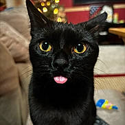 Katara joined the competition — help win amazing prizes! black_cat, cat, pet, tongue_out, close_up, yellow_eyes, indoor, living_room, sofa, christmas_tree, blurred_background, cozy, domestic_animal, feline, cute, animal_portrait, whiskers, fur, curious, household