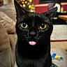 black_cat, cat, pet, tongue_out, close_up, yellow_eyes, indoor, living_room, sofa, christmas_tree, blurred_background, cozy, domestic_animal, feline, cute, animal_portrait, whiskers, fur, curious, household